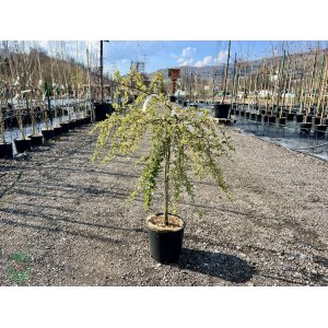 Hlohyňa šarlátová (Pyracantha) ´VARIEGATA PENDULA´ - výška 50-70 cm, kont. C7L - NA KMIENKU